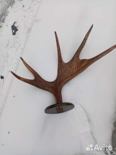 Вешалка из рогов лося