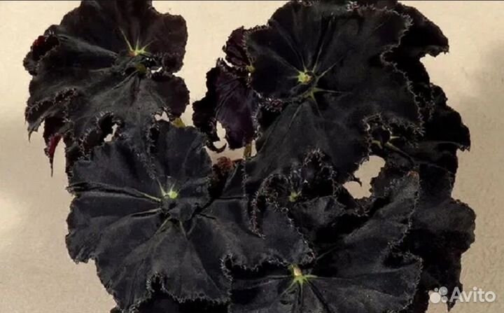 Бегонии сортовые коллекционные декоративно-листвен