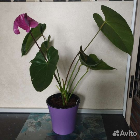Продам цветы комнатные