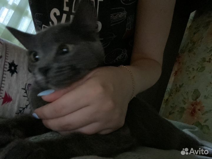 Отдам кошку бесплатно