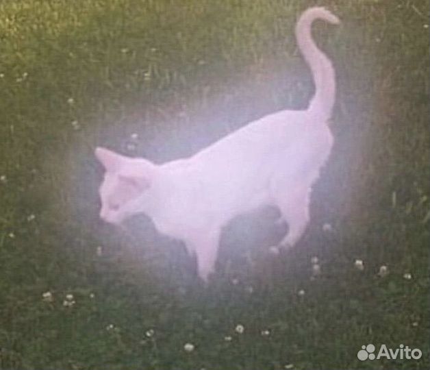 Редактор-фотошоп фото/видео