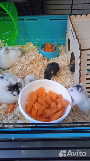 Джунгарский хомяк