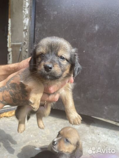 В добрые руки