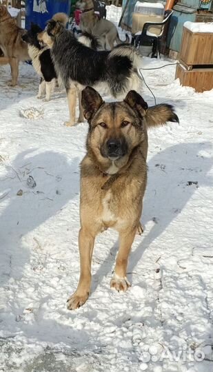 Собака Лилу