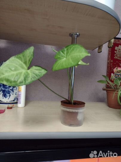 Сингониум, детки Фиалок, Глоксинии