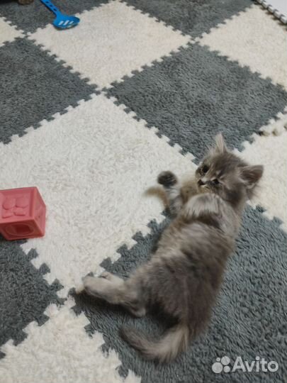 Милые котята