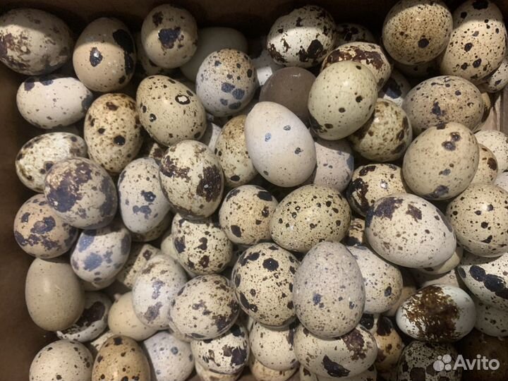 Яйца перепелиные