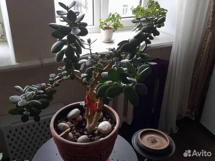 Толстянка- денежное дерево