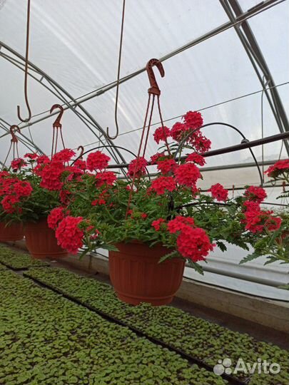 Цветочная и овощная рассада от производителя