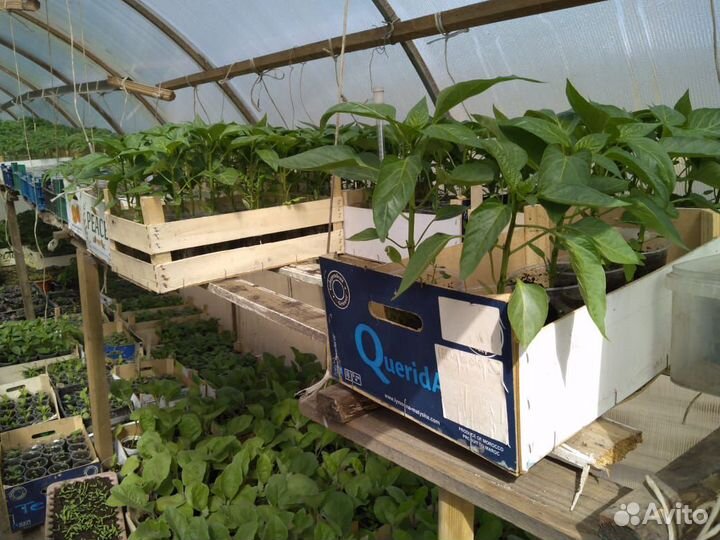 Рассада помидоры, перцы, баклажаны