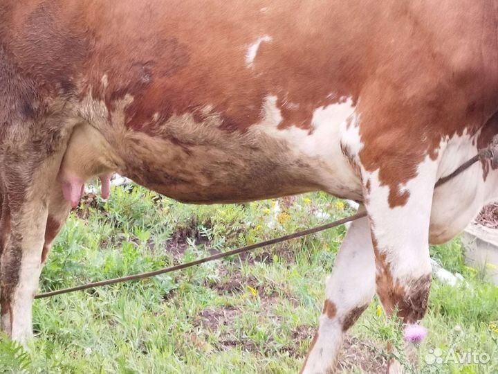 Корова дойная,телки