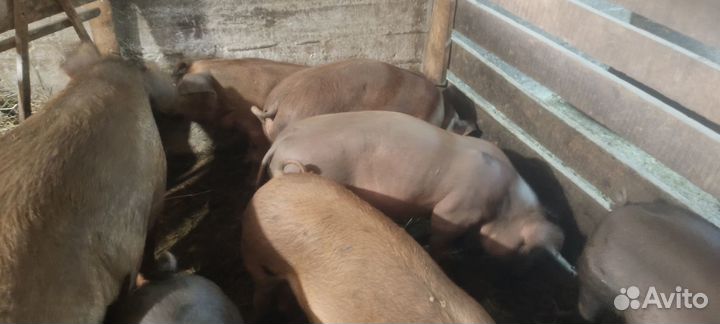 Поросята мясной породы
