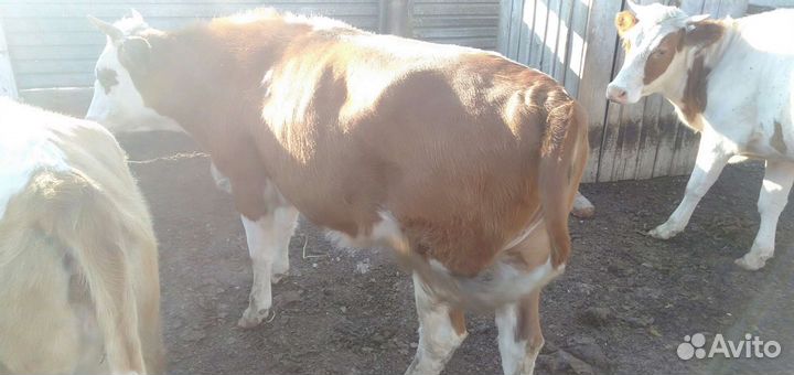 Тёлка 1,5 года