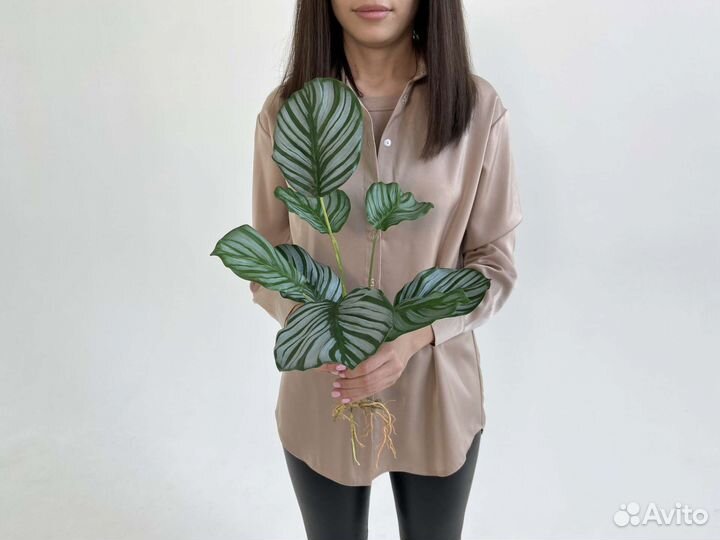 Растения искусственные Калатея