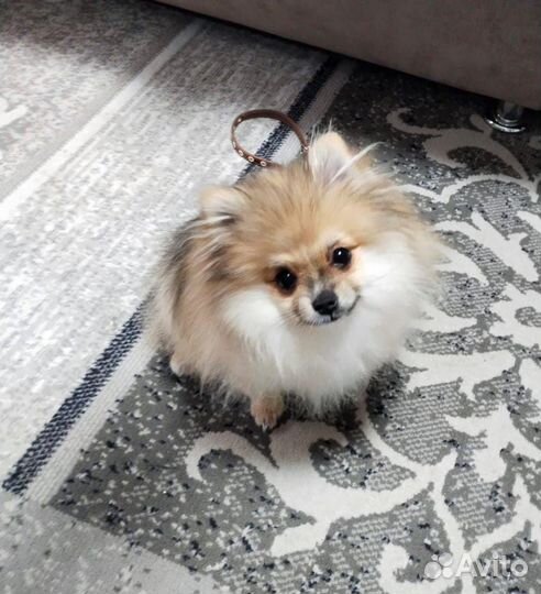 Шпиц девочка