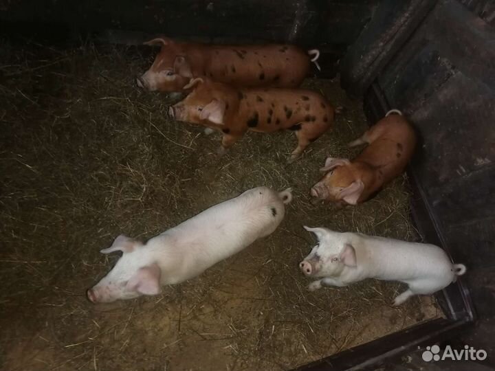 Поросята ландрас дюрок