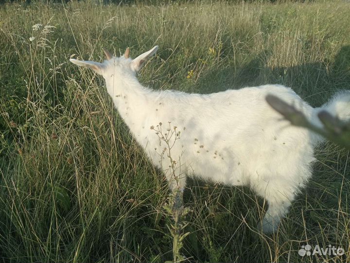 Козлята(девочки)