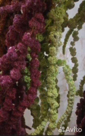 Амарант сухоцвет