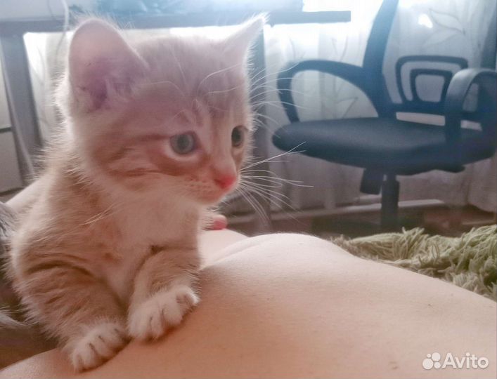 Котята (бесплатно)
