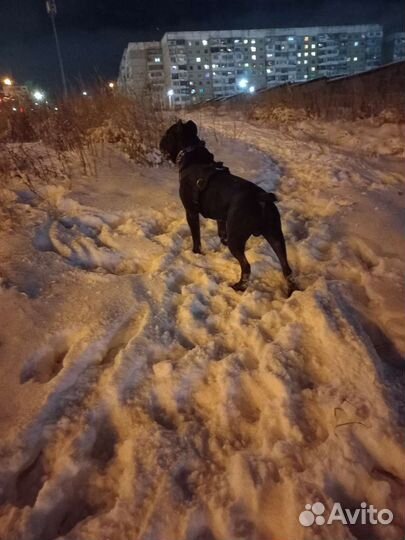 Кобель вязка Кане Корсо