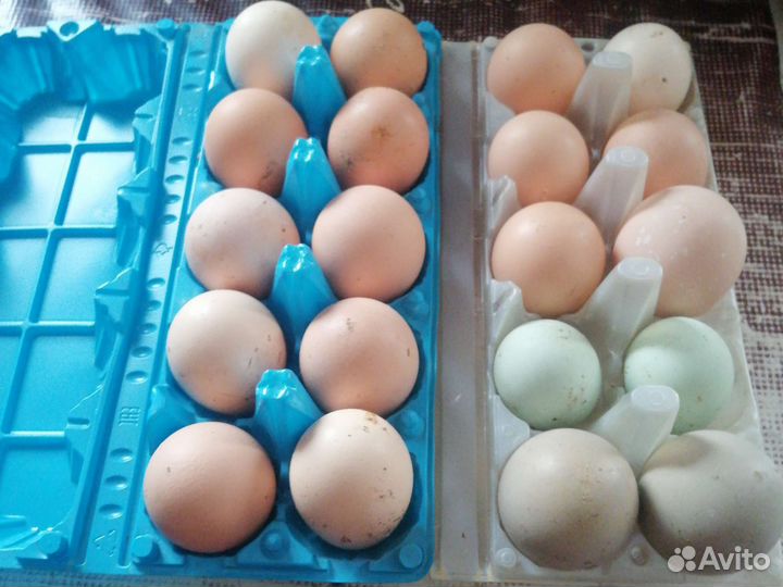 Яйцо домашнее куриное