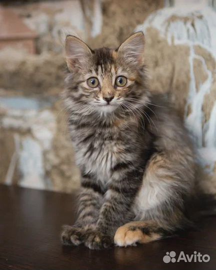 Тигровый котенок Тася в поисках семьи