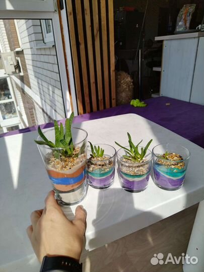 Флорариум в стакане с водоёмом мини сад