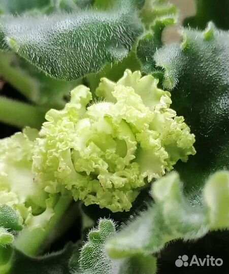 Фиалки цветущие, детки, листы