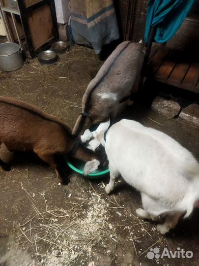 Козел и козочки