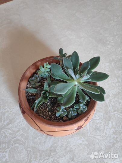 Суккуленты (композиция в горшке)