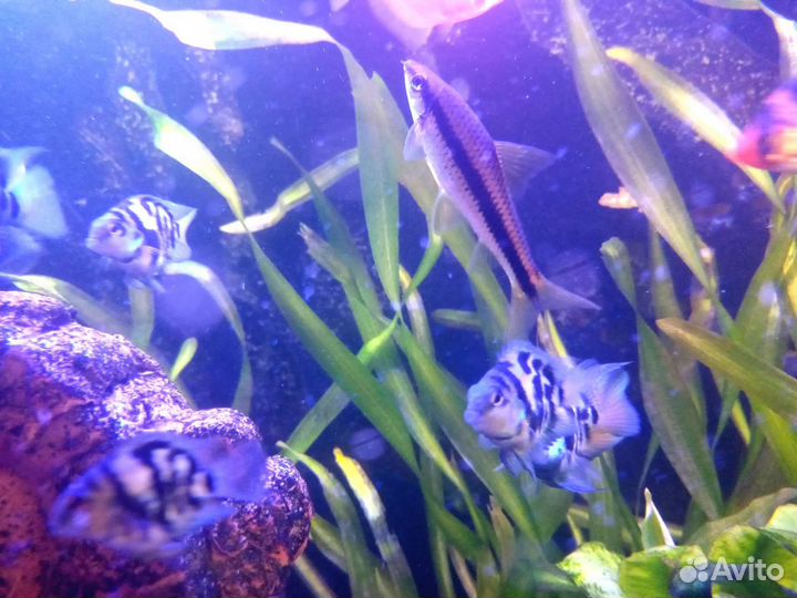 Аквариумные рыбки