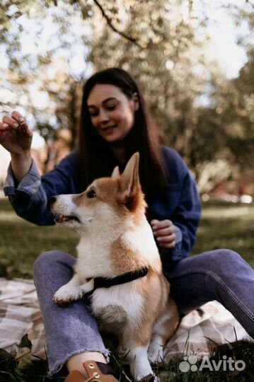 Гуманный кинолог, зоопсихолог