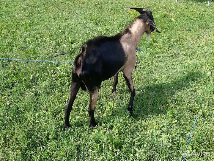 Козёл молодой