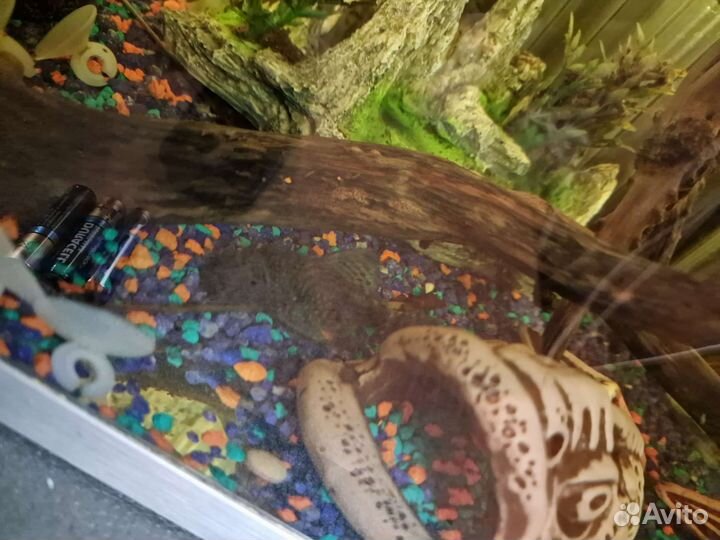 Аквариум с рыбками