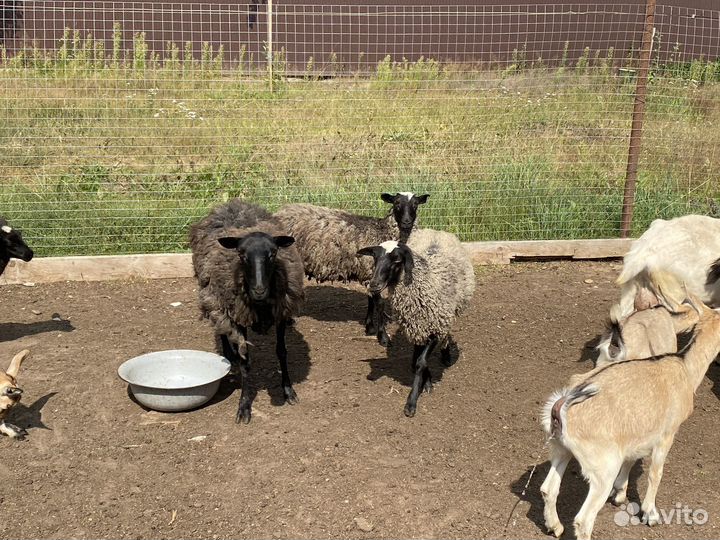 Овцы, ягнята Романовской породы