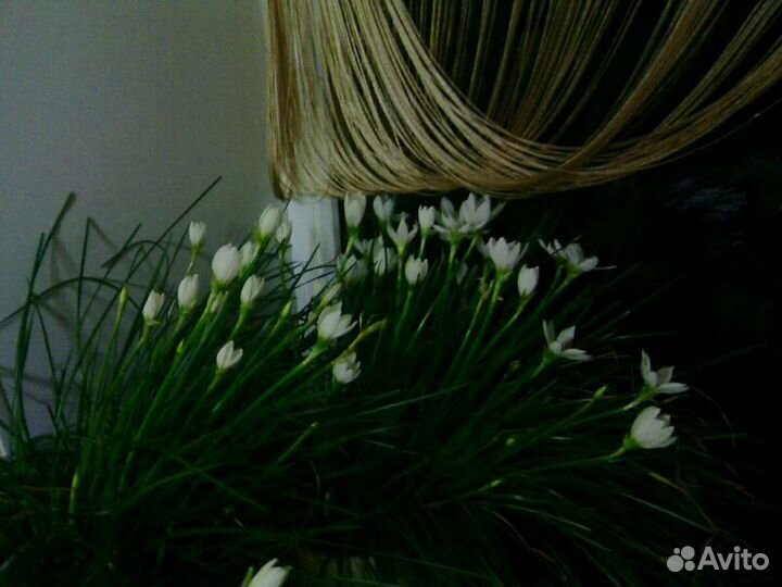 Зефирантес (выскочка)