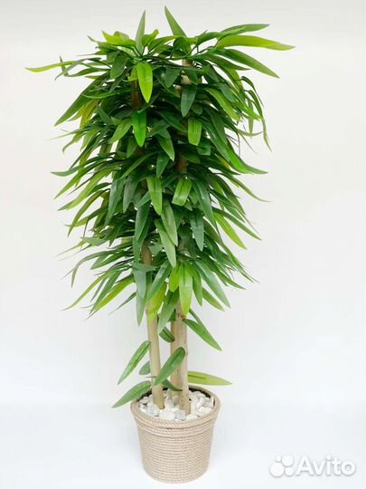 Бамбуковое дерево