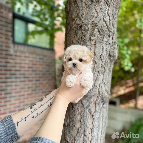 Такого больше не найти мальтипу f1 эксклюзивный