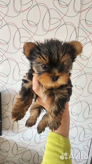 Йоркширский терьер мини беби фейс