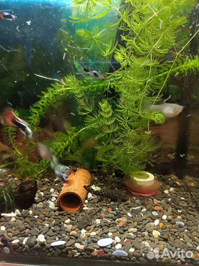 Сомики анциструсы