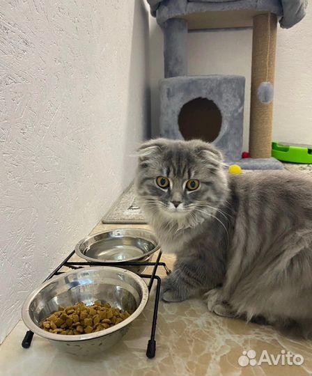 Передержка кошек / Зоогостиница