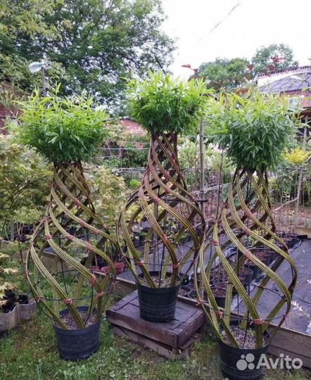 Русская Пальма 