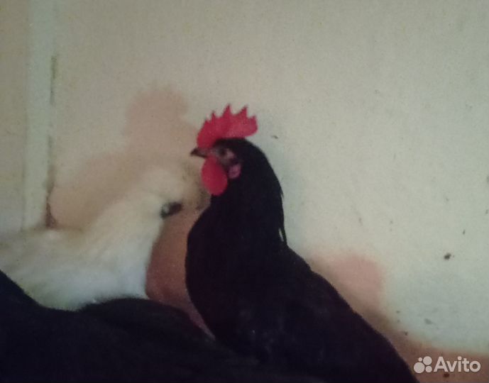 Домашняя птица петушки