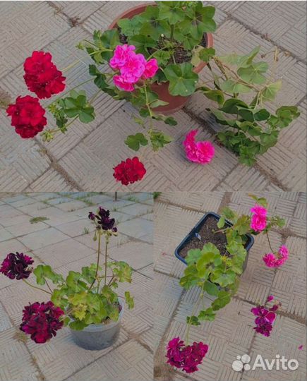 Цветы. Разные