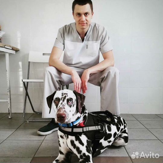 Ветеринарный врач