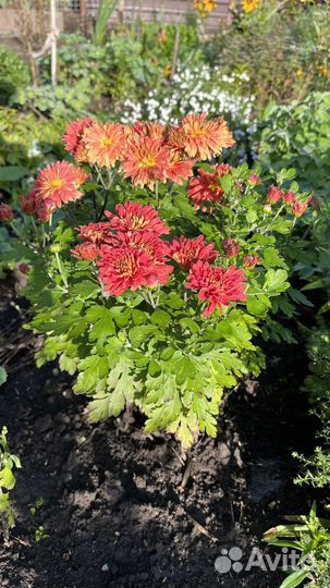 Хризантема корейская зимующая