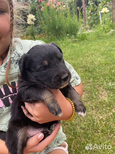 Собака в добрые руки щенок