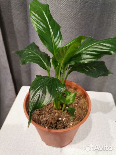 Цветы березка циссус