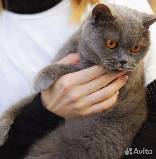 Кошка в добрые руки