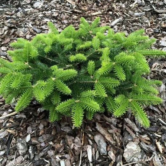 Сосны сортовые